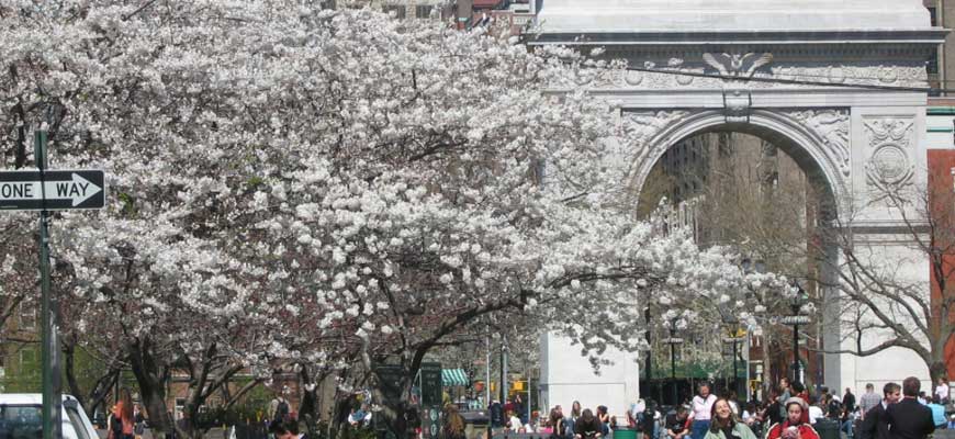 Washington Square Cherry Blossoms